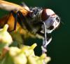 Phasia aurigera
